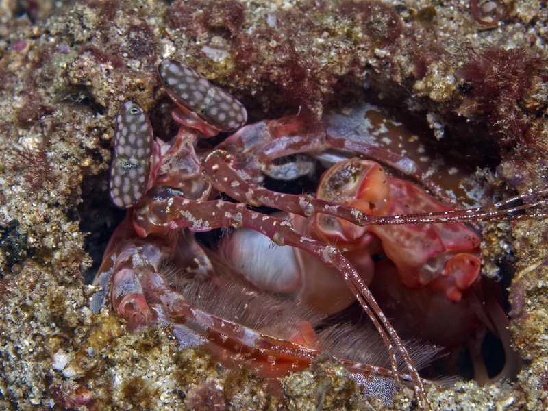 Spearing Mantis Shrimp, Monkey Beach